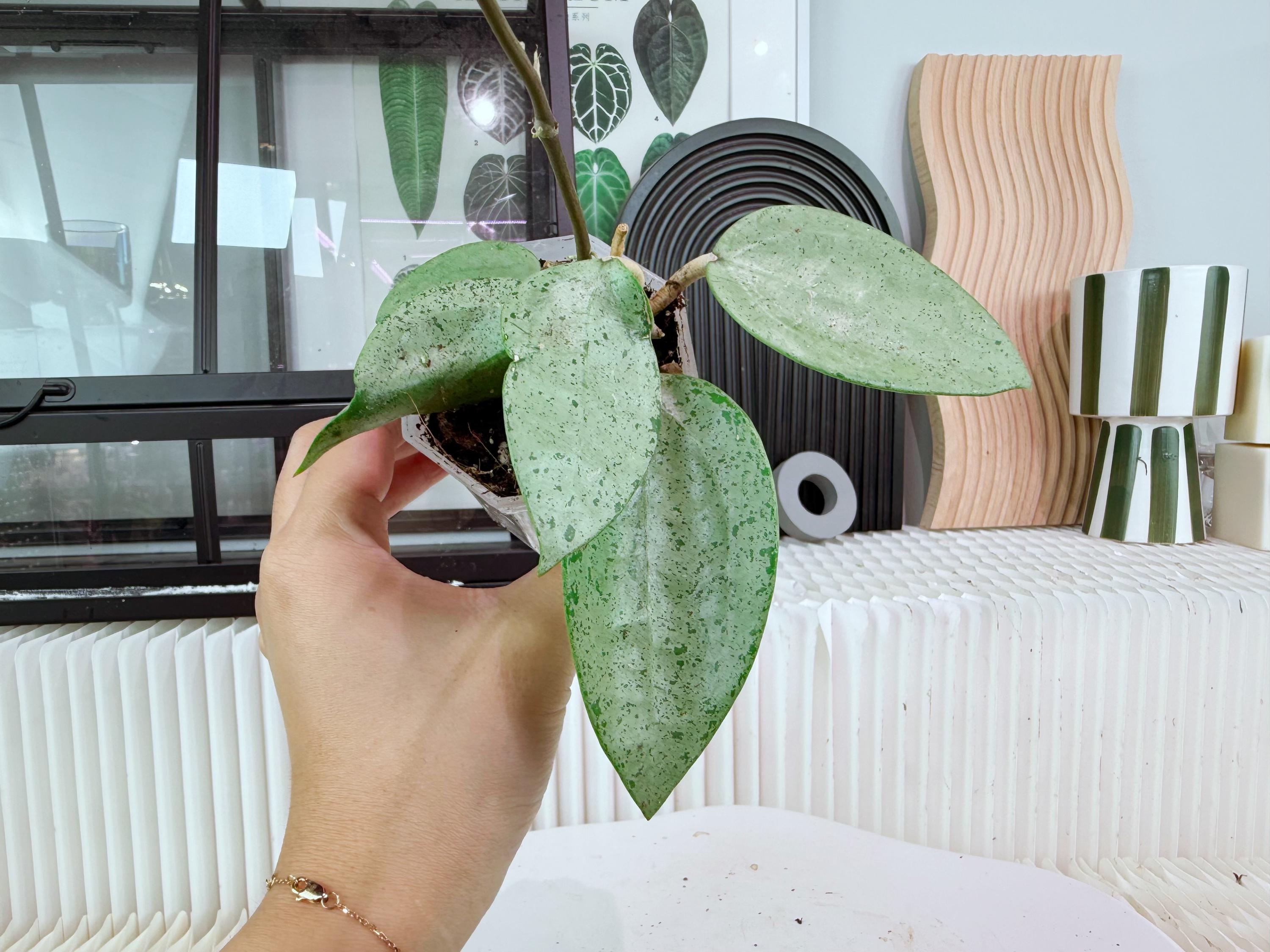 Hoya Verticillata Silver Heart - Etsy