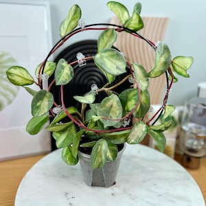 May include: A potted Hoya plant with variegated green and yellow leaves. The plant is supported by a black and red circular trellis with clear clips. The plant sits on a white marble-like surface.