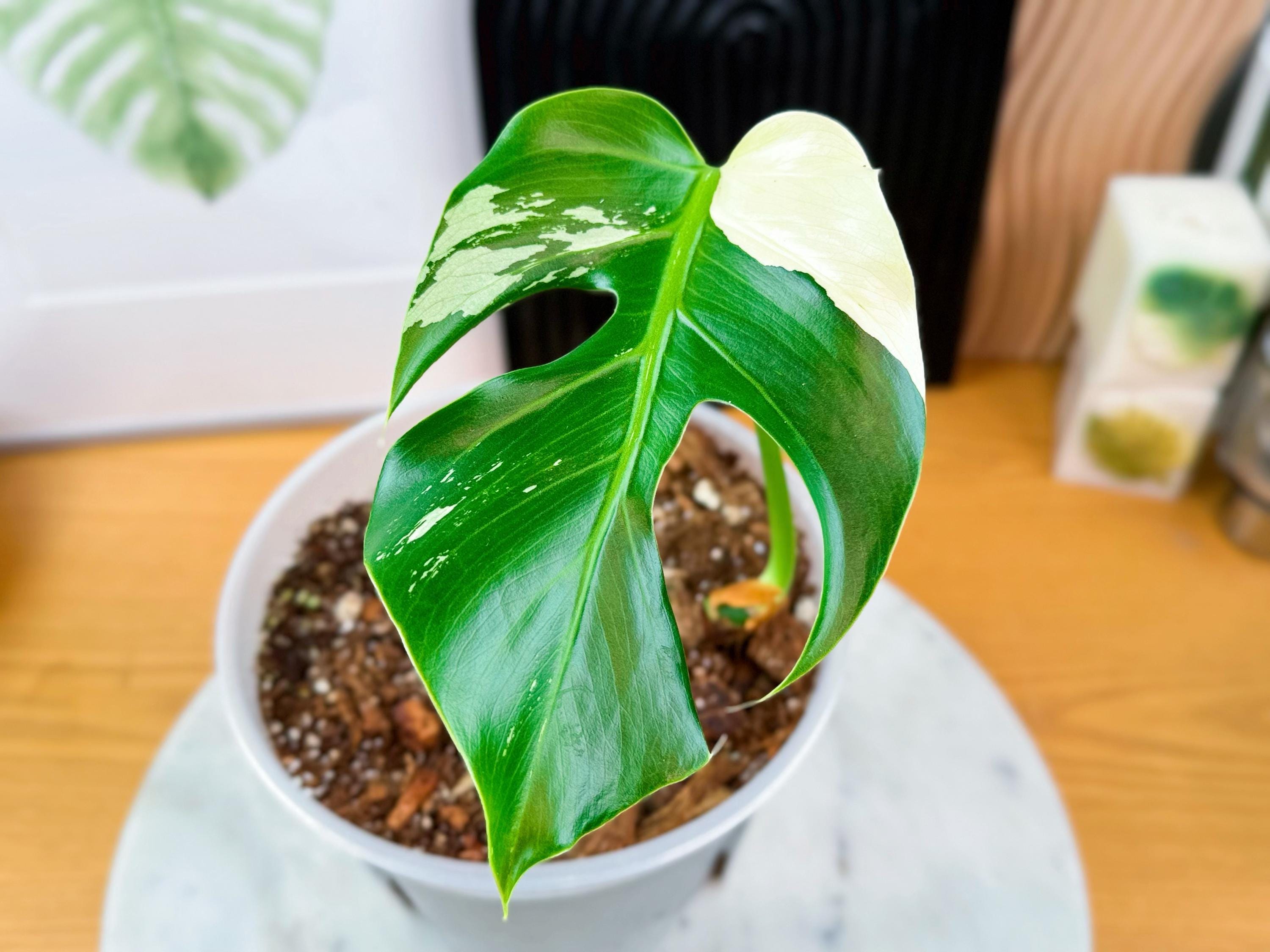 teure pflanzen monstera Monstera Super White main image 1