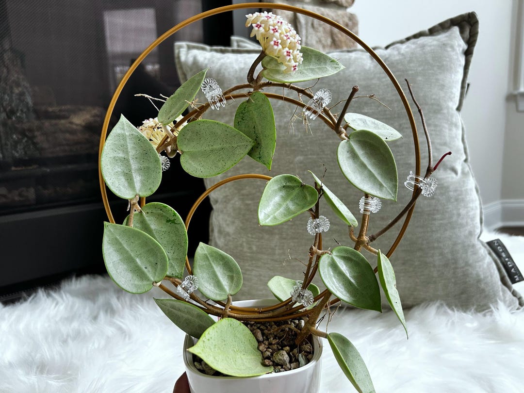 その他観葉植物 Hoya Veilata silver heart il_1080xN.6891134131_6jhk.jpg
