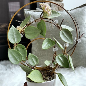 ホヤ　Hoya Veillata Silver Heart サクララン 原種 ホヤ ヴェルシラータ シルバーハート サクララン 鉢花 吊鉢