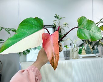 US seller rooted philodendron strawberry shake halfmoon and pinky variegation L size 3leaves top cutting