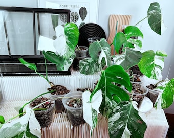 The Private Life of Plants 6 Dvds - USA Edition ~ David