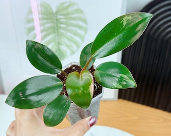 US seller Fully rooted philodendron variegated red Congo Small size indoor decor Tropical houseplant clearance