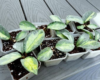 Hoya Carnosa Argentea Princess: Rooted Plant - Etsy