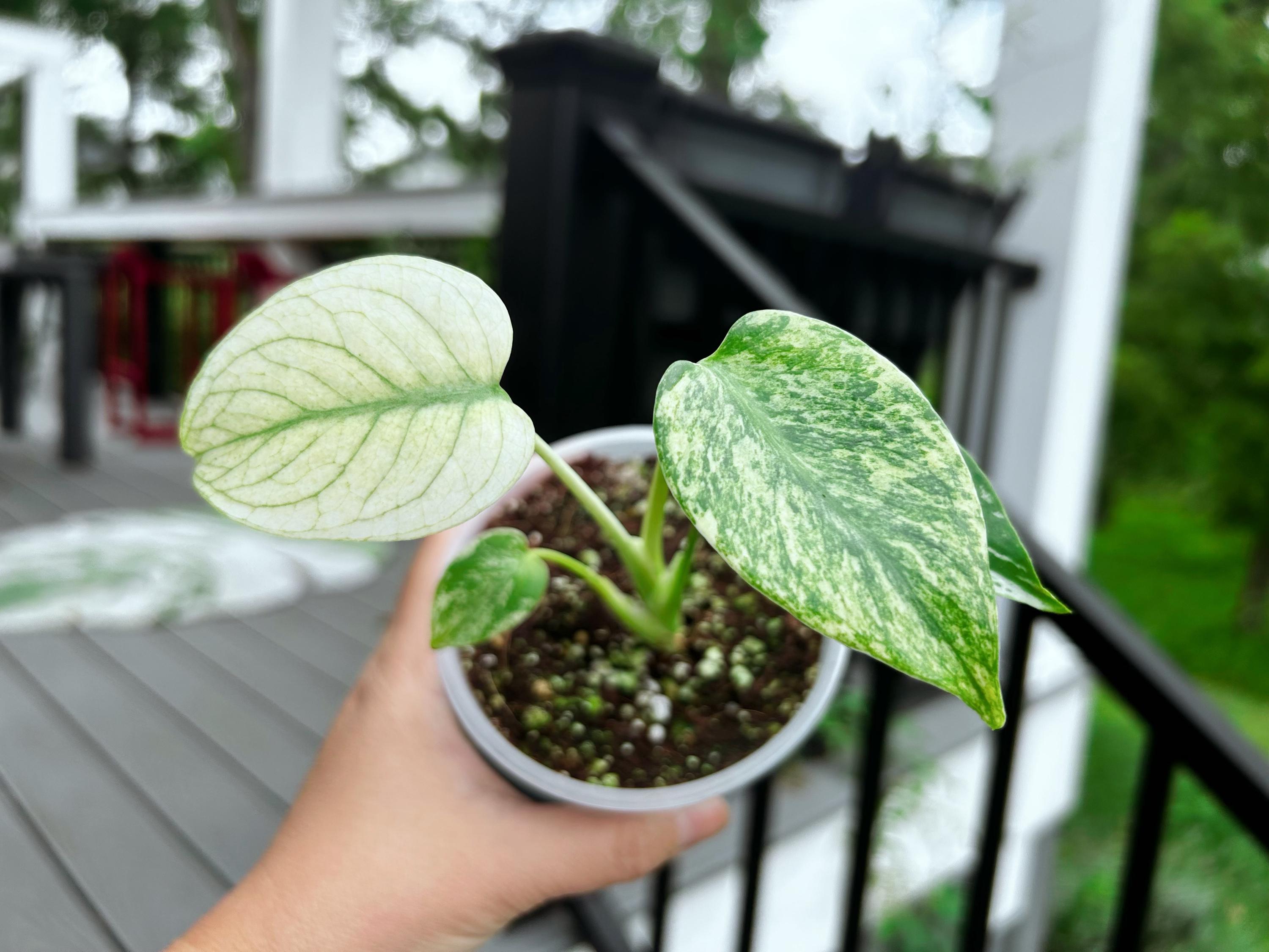 Monstera Mint White Tears - Etsy