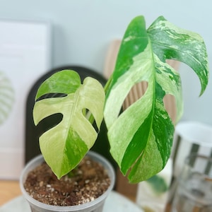 Peut inclure: Gros plan d'une plante Monstera en pot avec des feuilles vertes et blanches panachées. La plante est dans un pot en plastique transparent rempli de terre. Une impression de feuille encadrée est en arrière-plan.