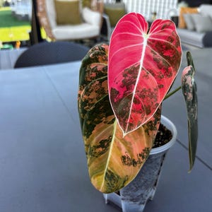 Mature Philodendron Melanochrysum - Etsy