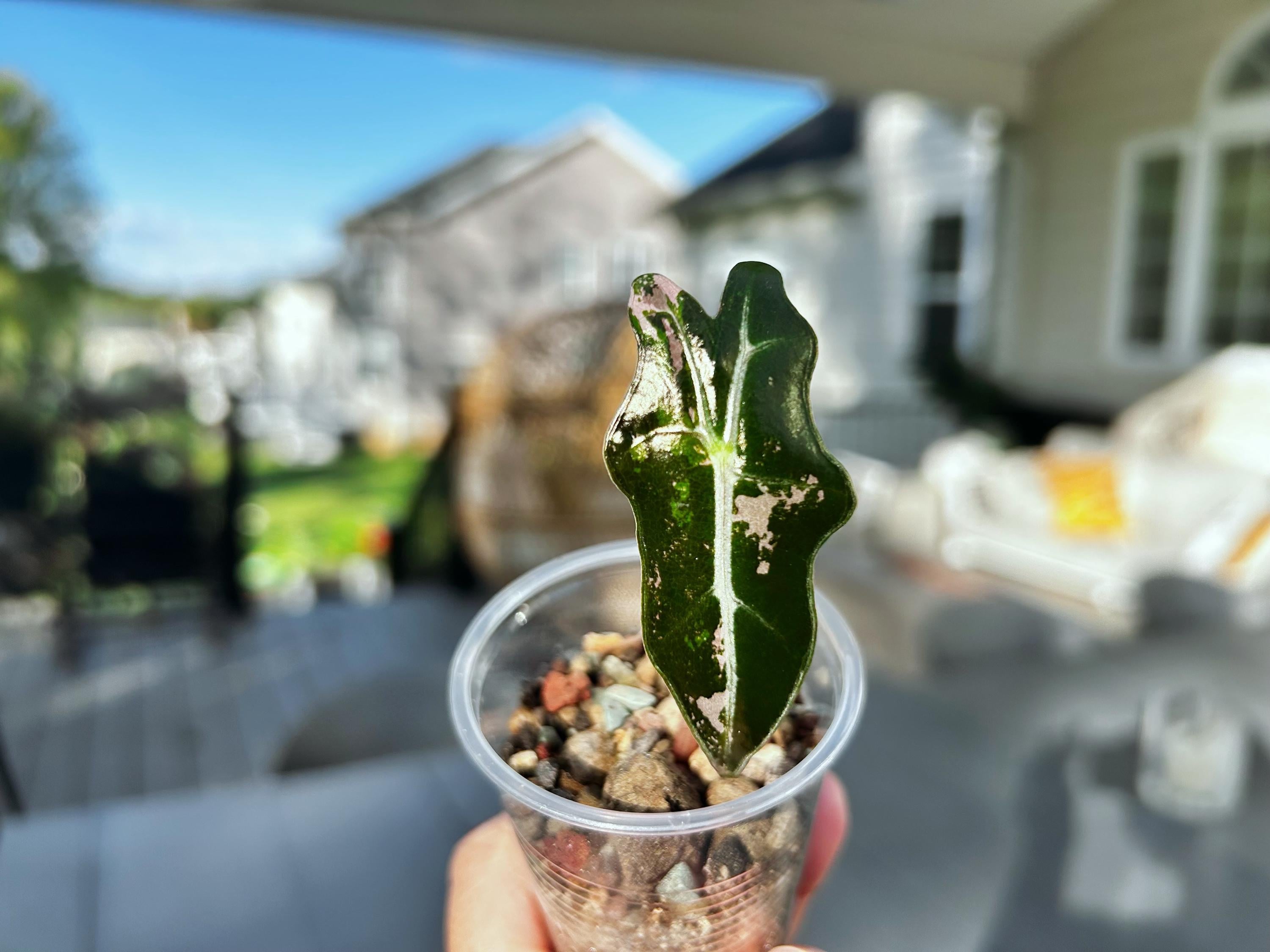 Alocasia Nobilis Pink Variegated - Etsy
