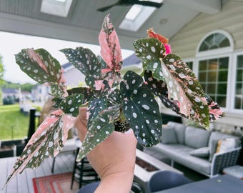 Begonia Cucullata Variegated Pink Variegation Rooted Active