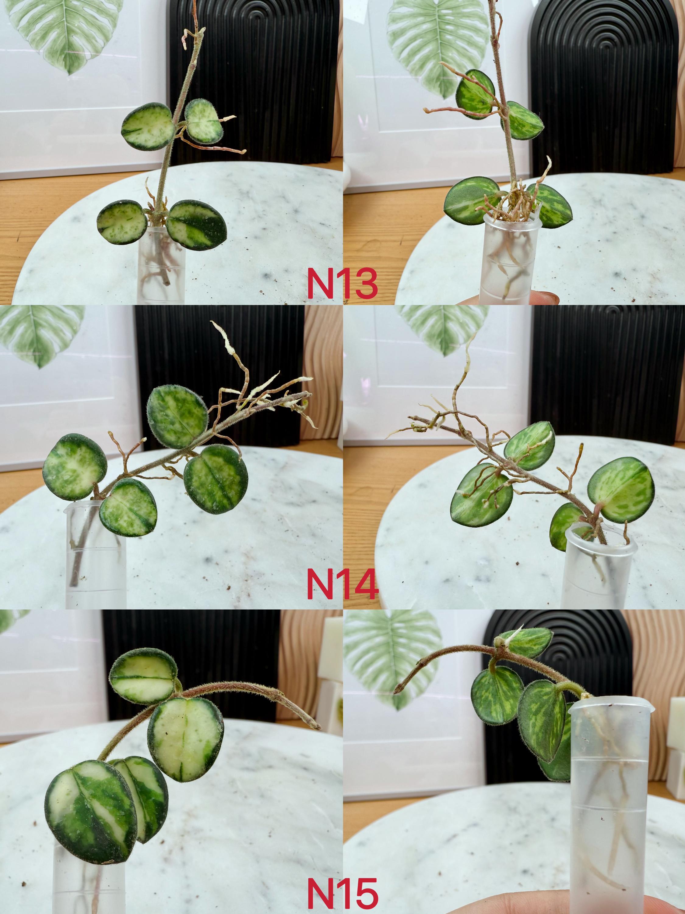 US Seller Fully Rooted Variegated Hoya Mathilde Cuttings Tropical