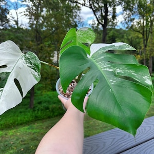 US seller fully rooted (soil mix)monstera albo cuttings Friendly to beginners indoor decor Tropical houseplant