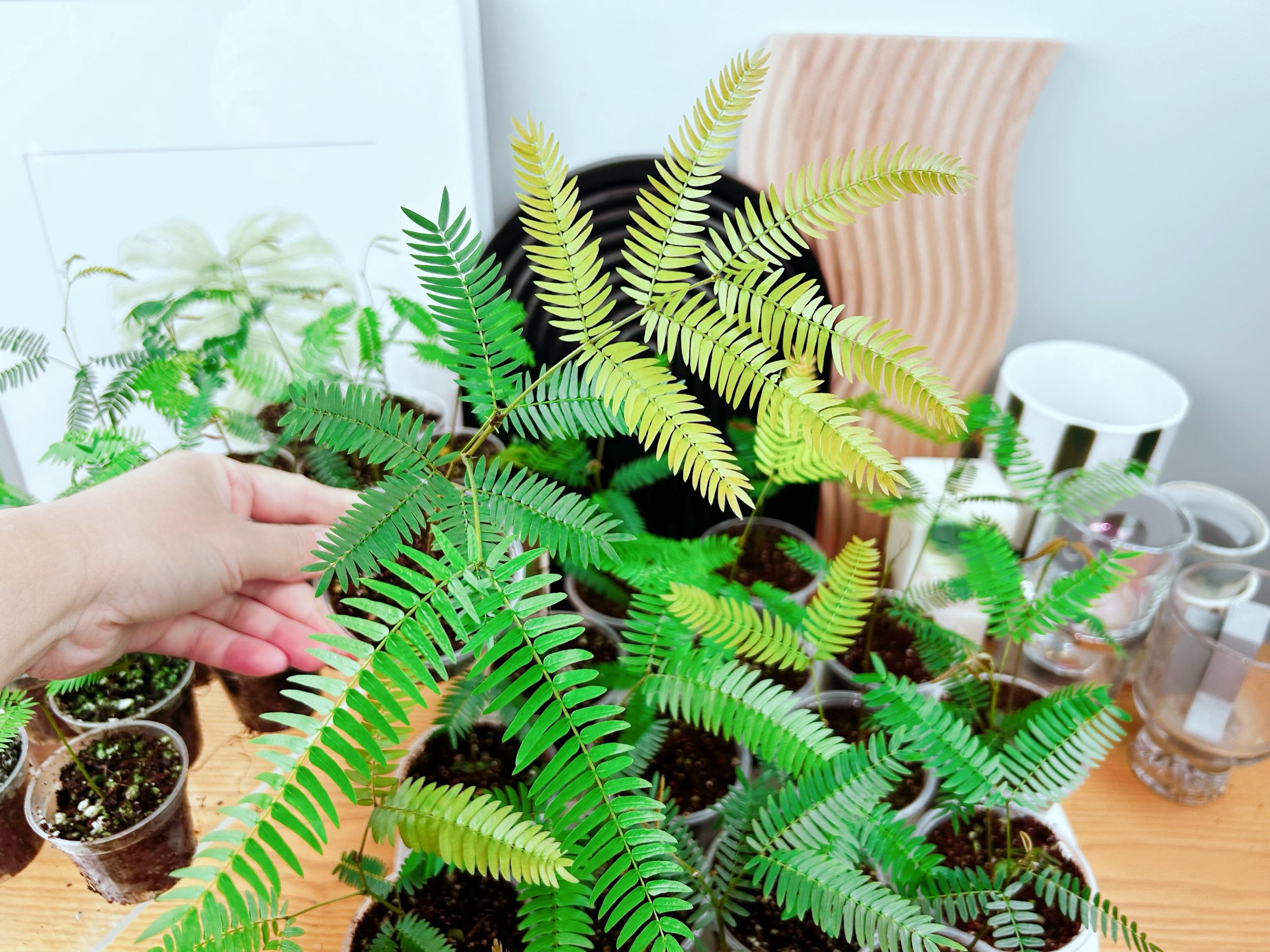 Best Seller Plants - Etsy