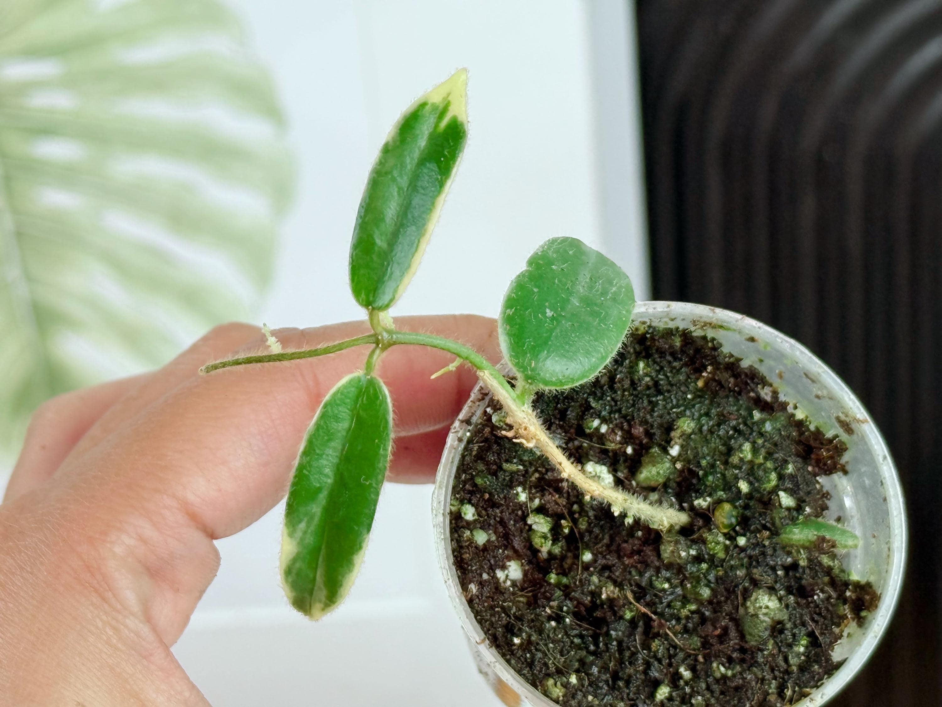 US Seller Rooted Hoya Lyi Prism Pink Flower Nice Variegation - Etsy
