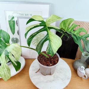 Monstera mint - Etsy 日本