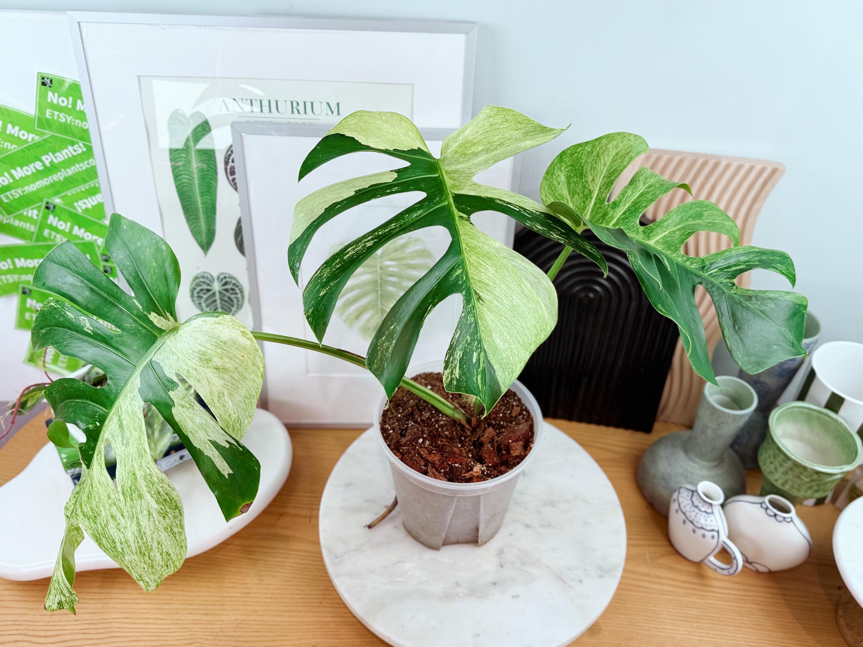 Monstera mint - Etsy 日本