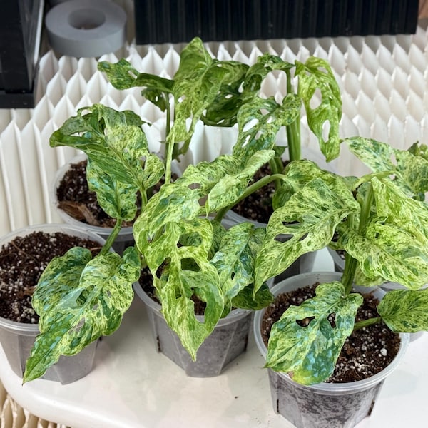 US seller fully rooted (soil mix)Monstera Adansonii mottled mint variegated indoor decor Tropical houseplantExact plant