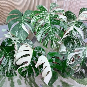 Monstera Albo Half Moon - Etsy