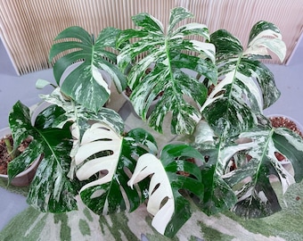 May include: A collection of Monstera Albo plants in clear plastic pots, featuring large, heart-shaped leaves with distinct white and green variegated patterns, including some leaves that are solid white and others with deep green fenestrations.