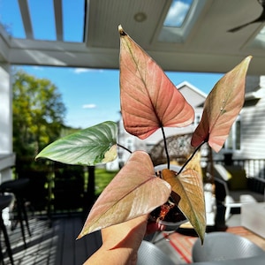 US seller fully rooted variegated Homalomena pink diamond pinky variegation indoor decor Tropical houseplant