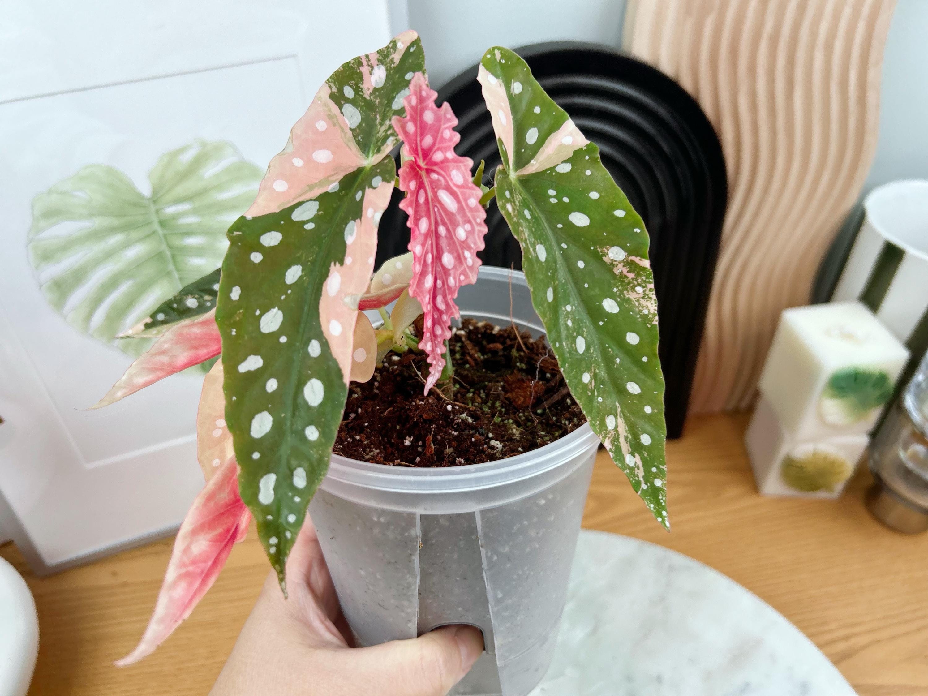 US Seller Fully Rooted Variegated Begonia Maculata Pink