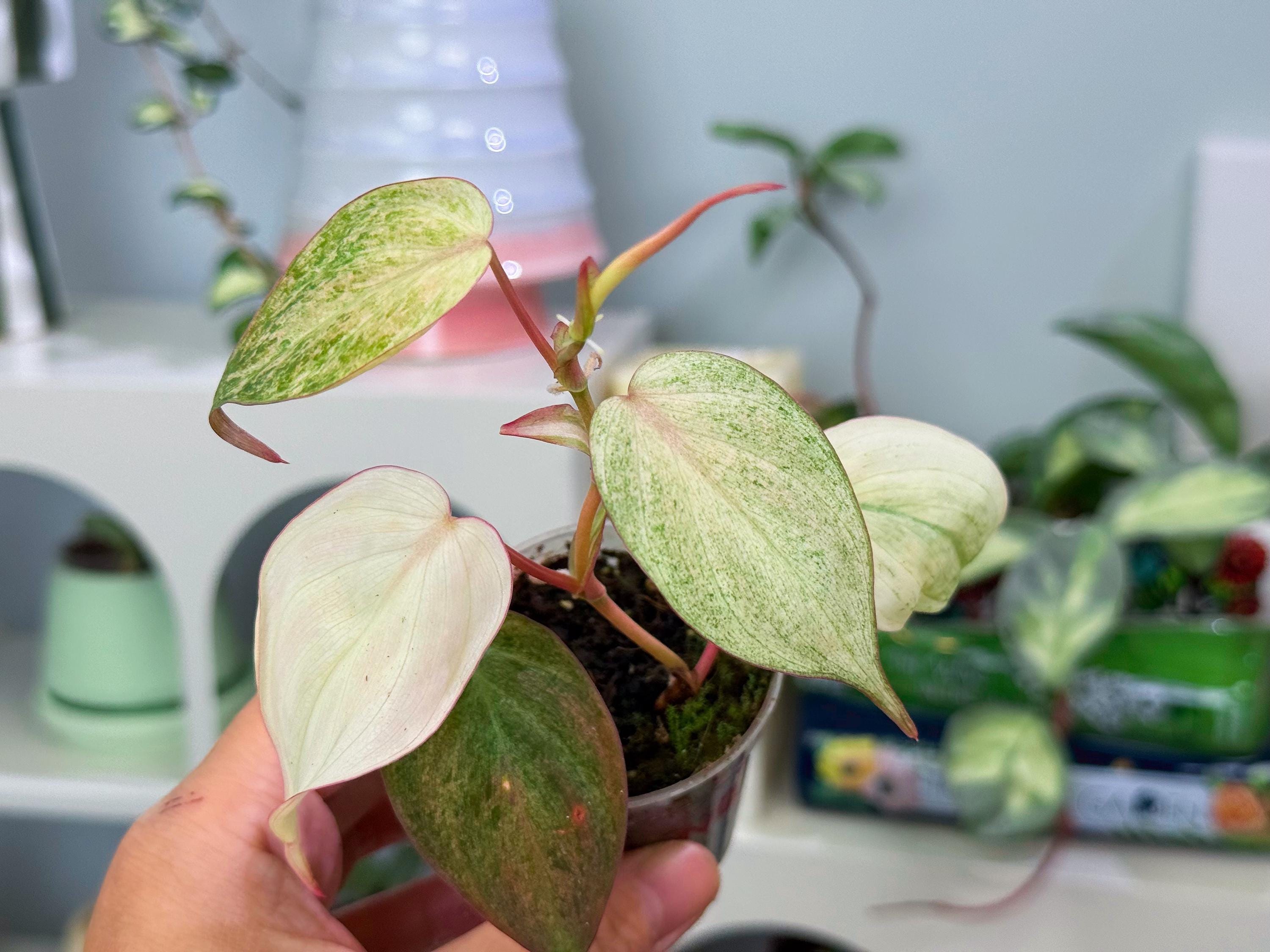Pink Variegated Micans - Etsy