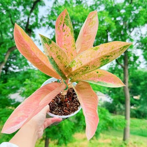 その他観葉植物 Aglaonema Pink Banana (Pink Mutation) US Seller Fully Rooted Aglaonema Pink Banana Matured Size Indoor