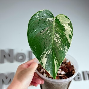 US seller fully rooted monstera NOID Mint Thai jungle Mint halfmoon and High variegated Tropical HouseplantExact plant ship from PA18034