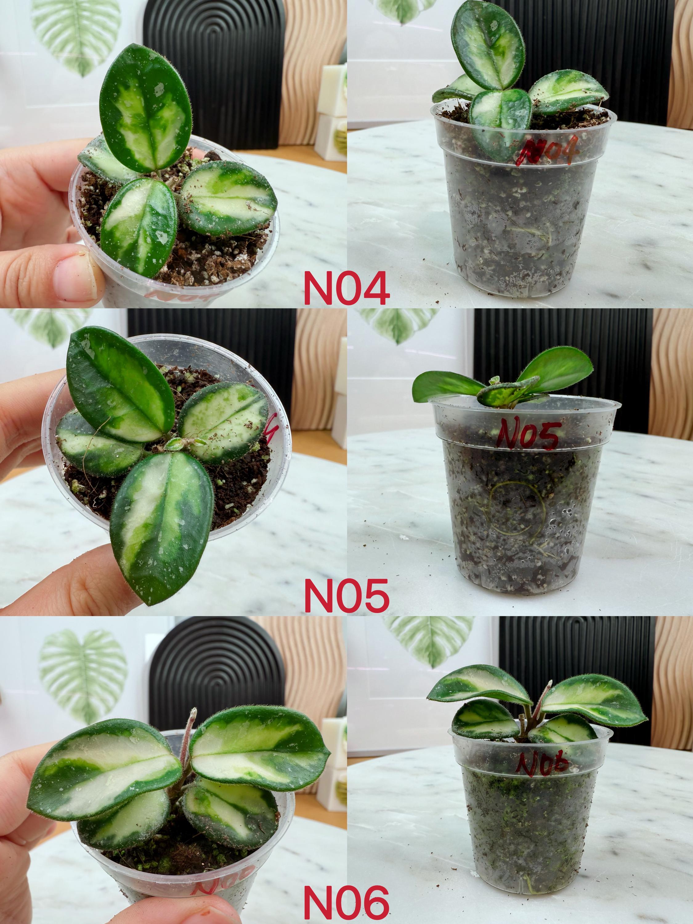 US Seller Fully Rooted Variegated Hoya Mathilde Cuttings Tropical