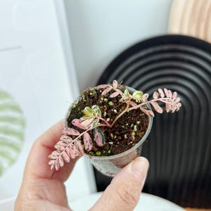 Phyllanthus urinaria Pink｜フィランサス・ウリナリア Phyllanthus urinaria Pink│フィランサス・ウリナリア Phyllanthus
