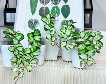 US seller rooted Hoya Variegated Mathilde rooted cuttings ship from PA Aug-12 restocked indoor decor Tropical houseplant SUMMER sale