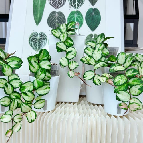 US Seller Rooted Variegated Hoya Mathilde Cuttings Tropical