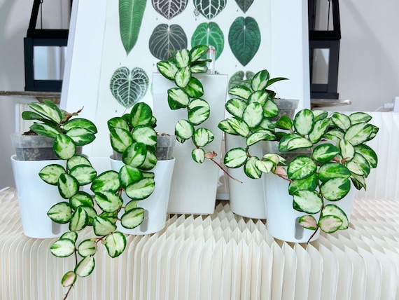 その他観葉植物 hoya mathilda variegata US Seller Rooted Variegated Hoya Mathilde Rooted Cutting