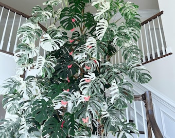 crassula argentea jade plant Crassula argentea variegata 'Money Tree' main image 1