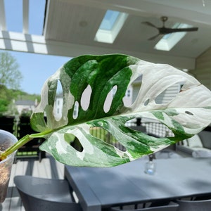 US seller rooted Monstera Adansonii Albo tricolors variegated Swiss cheese halfmoon Apr-23 restocked image 1