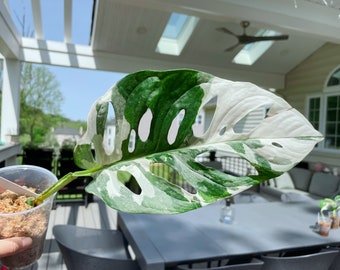 US seller rooted Monstera Adansonii Albo tricolors variegated Swiss cheese halfmoon May-2 restocked