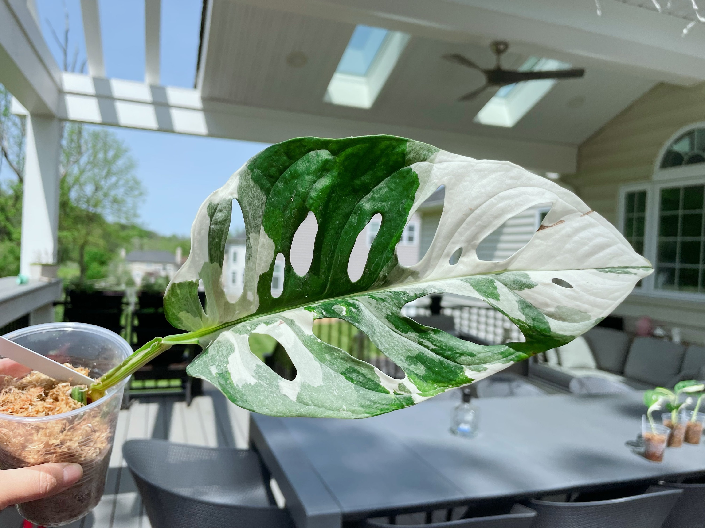 Animaux Spéciaux Botanical Wonders Monstera deliciosa variegata