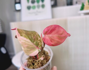 Philodendron Micans Pink Variegated - Etsy