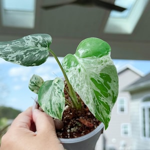 US seller fully rooted monstera bulbasaur high variegation Tropical Houseplant Exact rare plant ship from PA18034(4in pot)