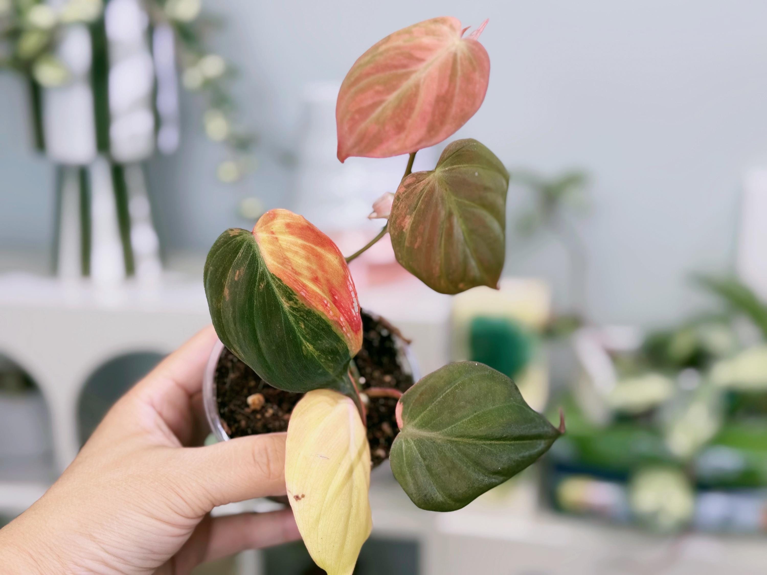 Pink Variegated Micans - Etsy