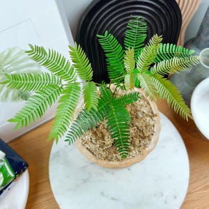 Japanese Everfresh Tree - Etsy