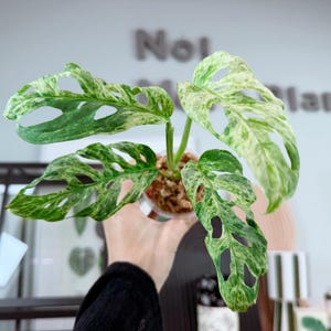 Monstera Adansonii Mint Variegated - Etsy