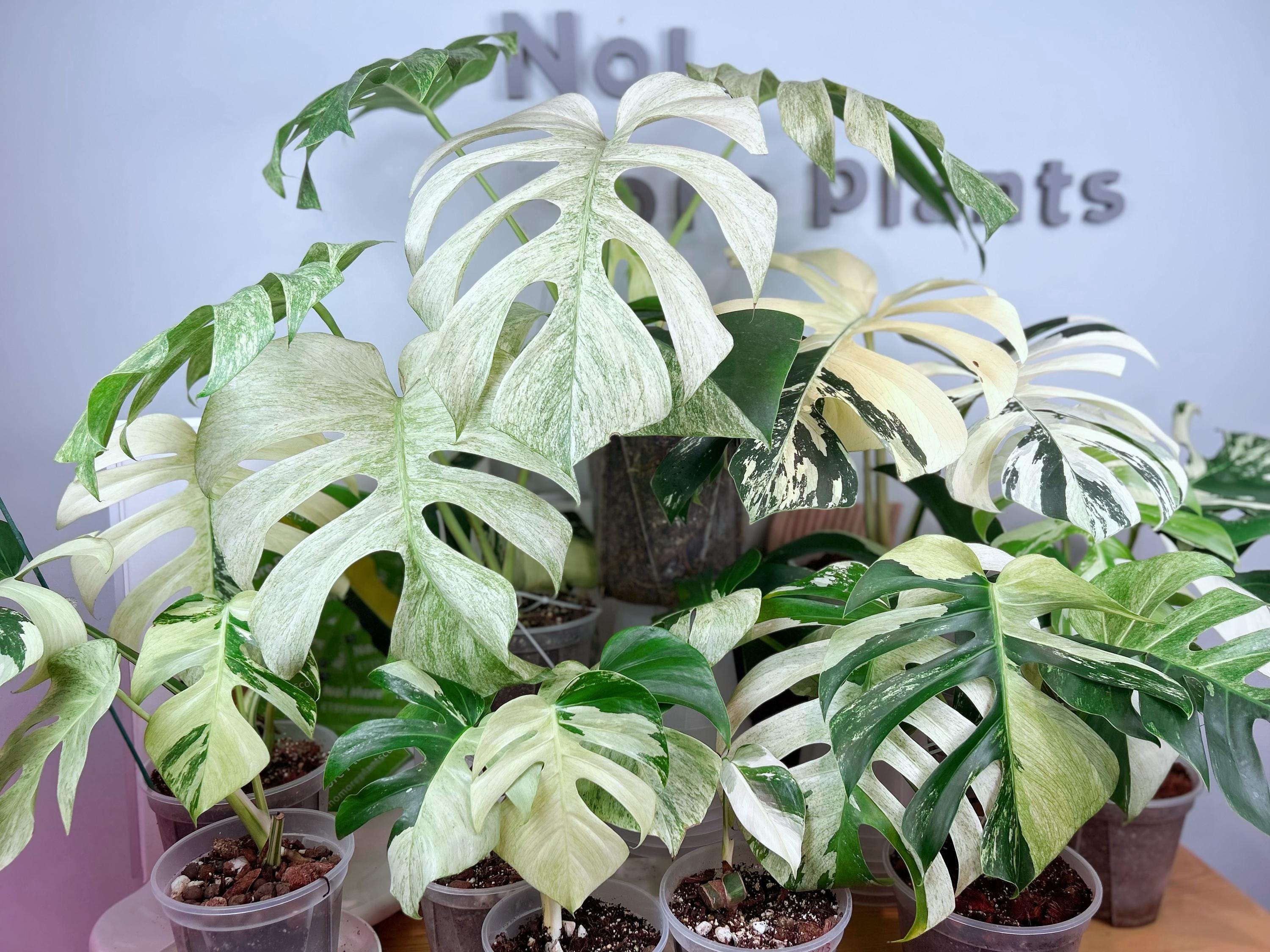 Monstera mint noid jungle mint - Etsy 日本