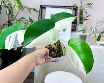 US seller rooted monstera albo High variegation halfmoon variegation Japan monstera albo  S size Mother’s Day Gift