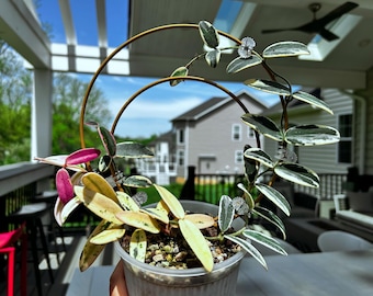 US seller fully rooted Hoya lyi Prism nice variegation top cuttings  indoor decor Tropical houseplant