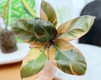 US seller rooted philodendron  Black cardinal no2 high variegation indoor decor Tropical houseplantExact plant