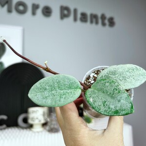May include: A Hoya plant in a small clear plastic pot with three thick, heart-shaped leaves featuring a mottled silver and green pattern. A long, thin, dark brown vine extends from the main stem. The plant is held against a light gray wall.