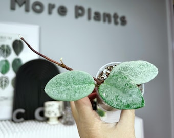 US seller rooted Hoya Carnosa Nova Ghost Jun-5 restocked indoor decor Tropical houseplant
