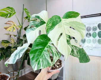 US seller rooted monstera albo High variegation halfmoon variegation monstera albo M size 6 leaves Mother’s Day Gift