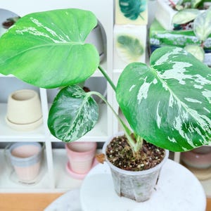 May include: A variegated Monstera plant with large, heart-shaped green leaves featuring white splashes and speckles. The plant is potted in a clear plastic container filled with soil and sits on a white circular base, showcasing its foliage.